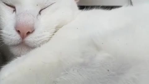 Perfect place for a nap.mp4