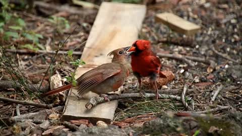 Beutifull Love❤️❤️ For Bird's 💞