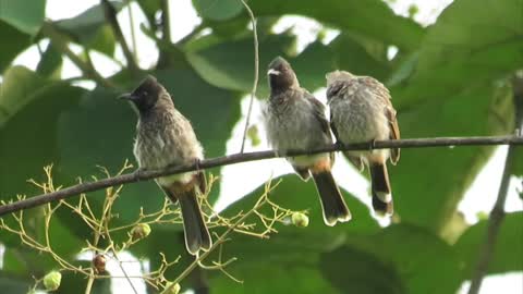 Family meeting of bulbul birds