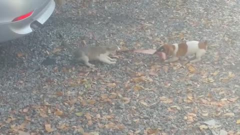 Puppy and kitten engage in epic tug-of-war match