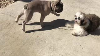 Baby French Bull and Shitzu Playing in SLO Mo - CUTE!