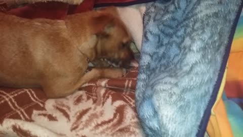 Dog digs and buries her treat in blankets