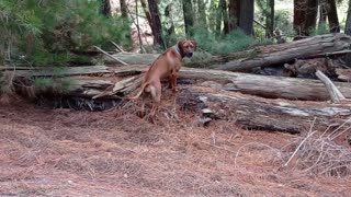 Puppy Plays In Pine Forest With Ecstatic Energy