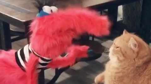 Funny Cat Compilation 2021