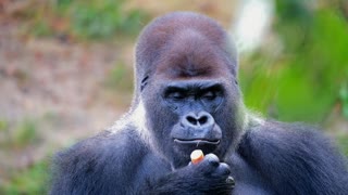 Silverback gorilla just chillin' eating his carrot