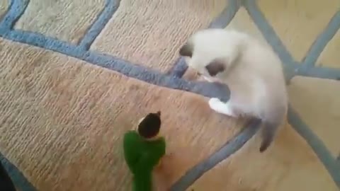 Cute parrot and cat share precious friendship