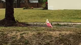 Pink beauty outside the house