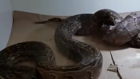 Have you ever seen such a snake?I don't think so.