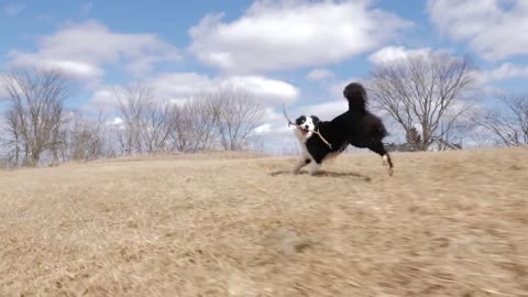 This Cute Puppy Loves Playing Around At The Wood - Joyful Time!