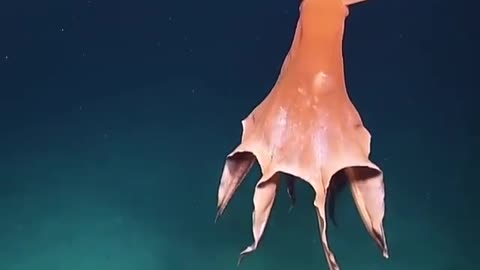 Giant pasific octopus