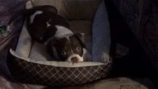Diva the Pocket Bully puppy and her bed