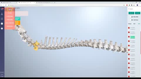 Canine spine - axial anatomy refresh - 3D Veterinary Anatomy & Learning IVALA