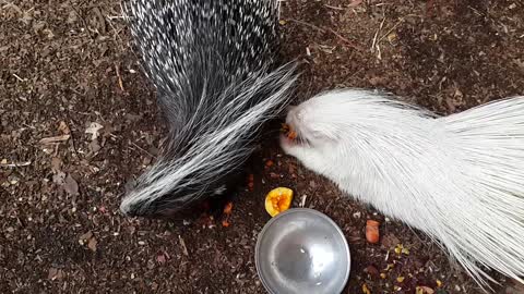 Albino porcupine enjoys a snack