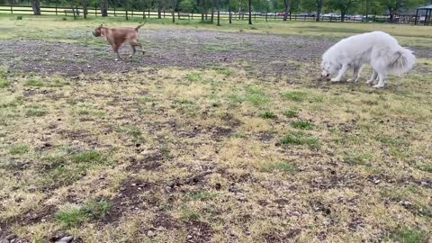 German Shepherd Attacks Angry Pitbull at Park