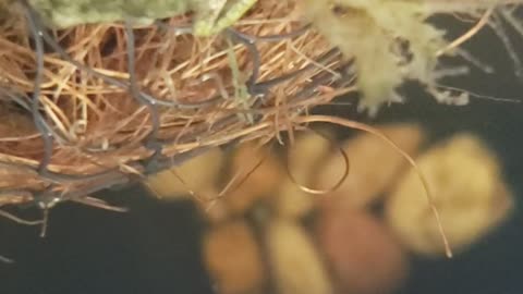 Underwater Video of my Tadpoles & Froglets in their Habitat