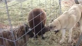 8 month old Kangal and lambs playing