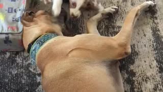 Aussie Puppy and Great Dane are Best Buddies!
