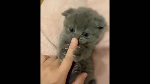 Adorable Cat Compilation, too cute!