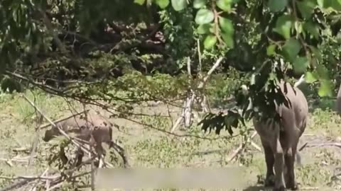 Carelessly leaving the baby cow alone, the baby cow almost became a meal for the komodo dragon