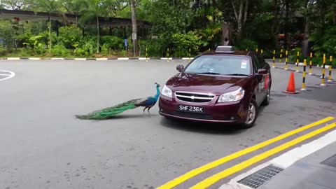 peafowl attacked to a car. What went through?