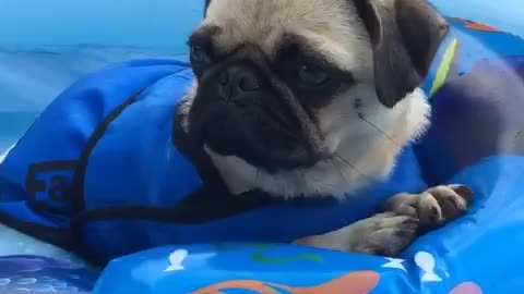 Pug has a chill out moment in the pool