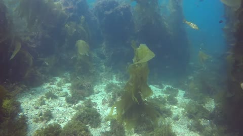 Lost Rare Giant Kelp Forest Under water Discover