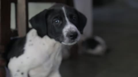 Funniest & Cutest dalmetion Puppies - Funny Puppy Videos 2021