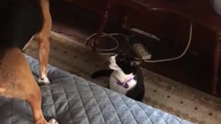 Black white cat tries to play with brown dog who just sits still