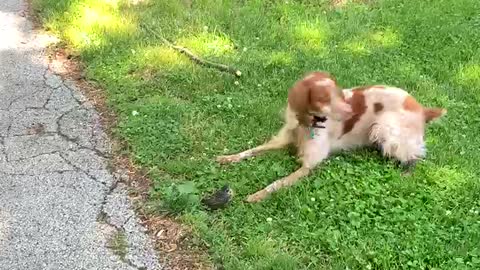 Gentle hunting dog plays with baby bird fallen from nest