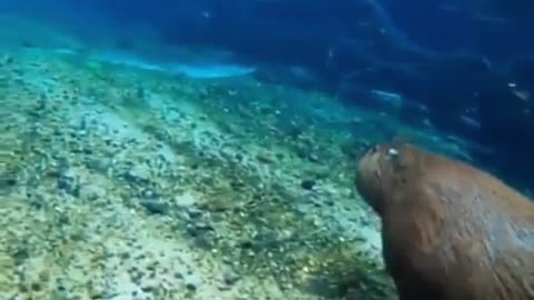 Capybara running underwater.
