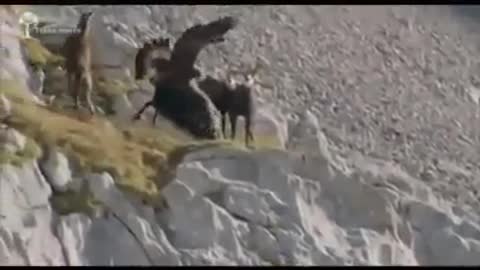 Eagle attacked Markhor goats and Goats weight was too much