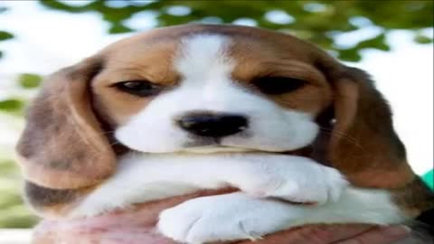 10 Cute Little Puppies You'll Love