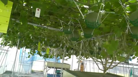 Learn Awesome Hanging Hydroponic Melon Greenhouse