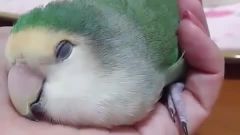 Parrot chill