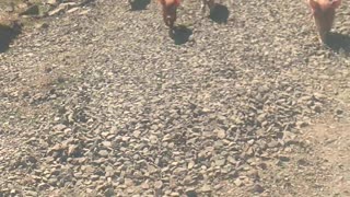Funny piglets chasing the farmer