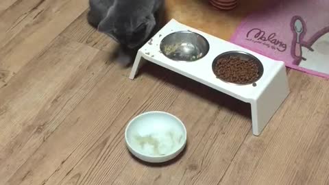 cat who eats leftovers with his hands because there is no food