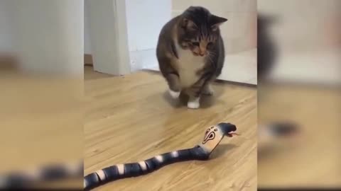 cat vs snake toys funny