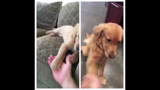 Dog before as a PUPPY to after as an adult!!