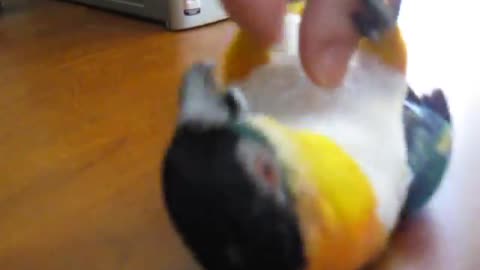 Parrot fun and playing