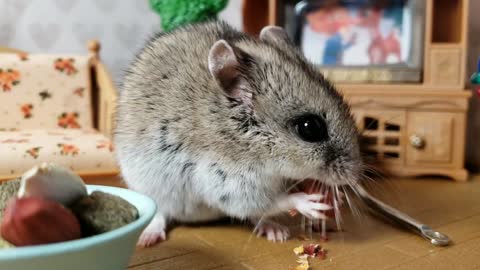 Cutest Tiny Hamster eats a peanut | cute hamster videos