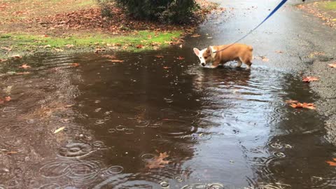Corgi puppy finds a puddle utterly enchanting