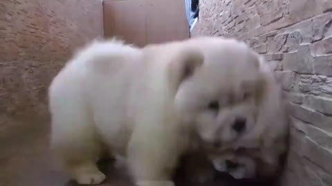 Two chow chow children dog very cute