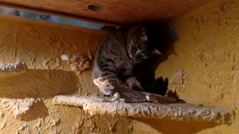 Cat sneaks into terrarium to befriend bearded dragon