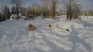 Wild Canadian least weasel fearlessly attacks...