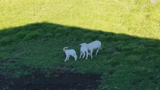 Small Baby Sheep Picking On Bigger Sheep