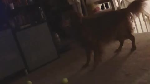 The Dog Who Couldn’t Catch. Ever.