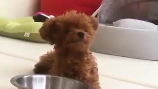 Little puppy holding the food plate for some corns