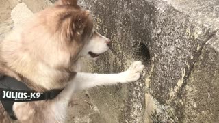 Husky Hunts for Treasure in Concrete Wall