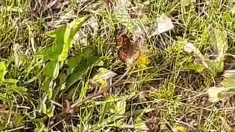 3 Awesome looking butterflies