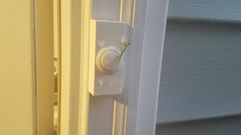 Praying Mantis Rings Doorbell